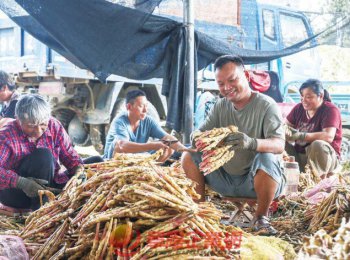 馬寨生姜喜獲豐收