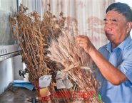 安徽省阜陽(yáng)市太和縣種糧大戶(hù)徐淙祥——追夢(mèng)科學(xué)種田路